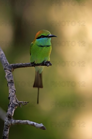 Green bee-eater