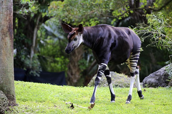 Okapi