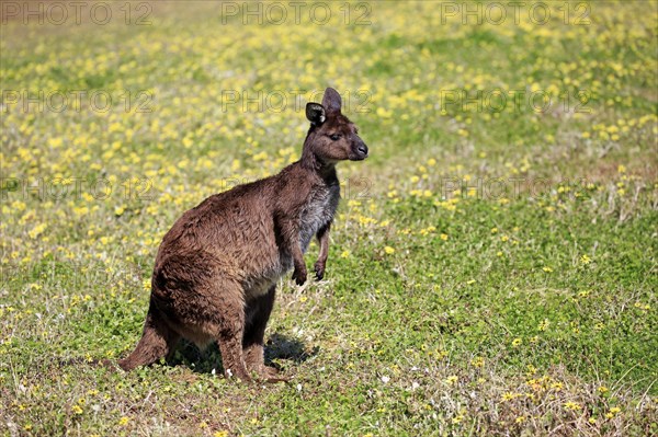 Kangaroo Island Kangaroo