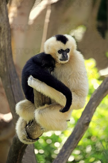 Northern white-cheeked gibbon