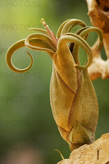 (Tillandsia) bloom