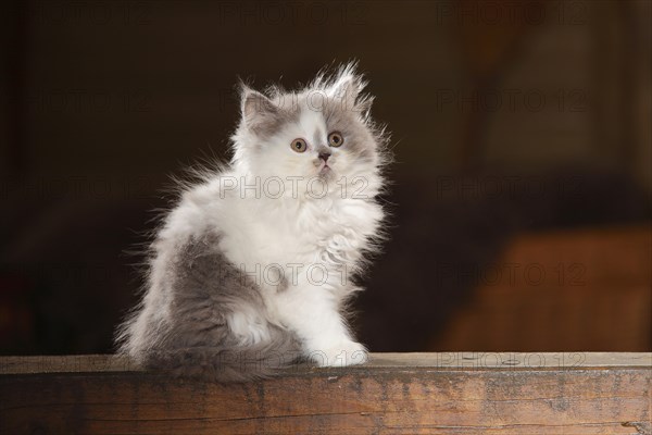 British Longhair