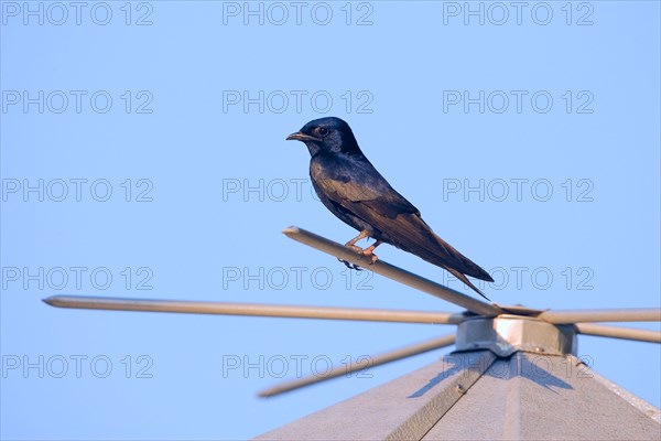 Purple martin