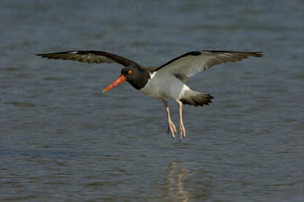 American Oystercatcher