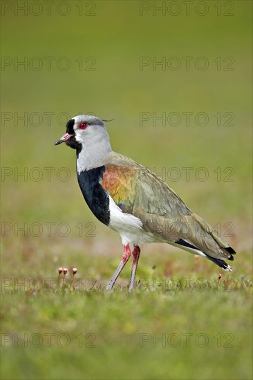 Southern lapwing