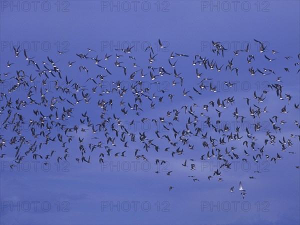 Red-winged Pratincole