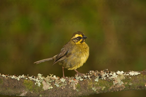 Black-striped Brush-finch