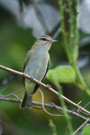 Black-whiskered Vireo