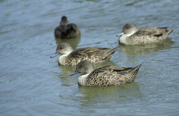 Grey Teal