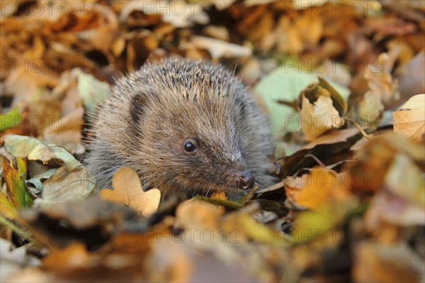 European Hedgehog