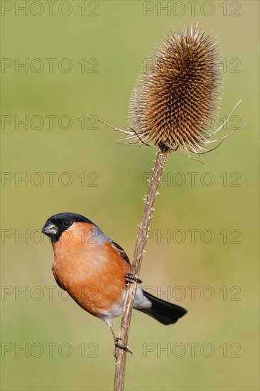 Eurasian Bullfinch