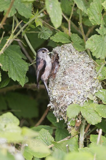 Long-tailed tit