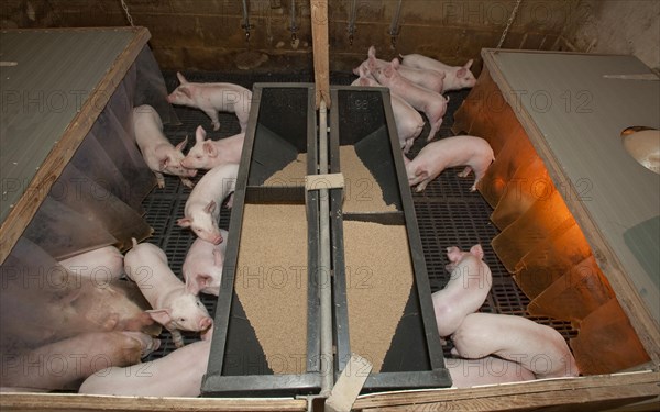 Pig farming