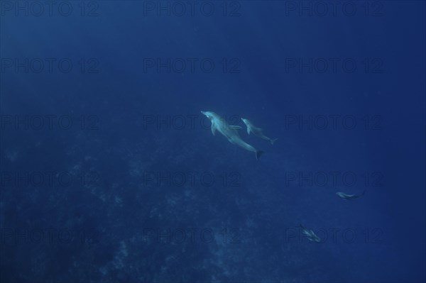 Indo-pacific bottlenose dolphin