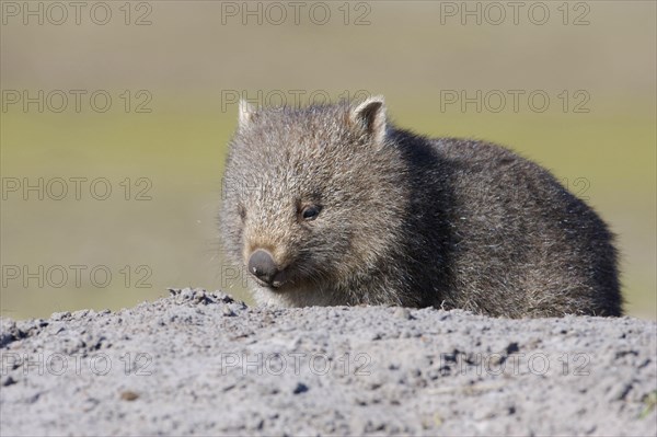 Naked-nosed wombat