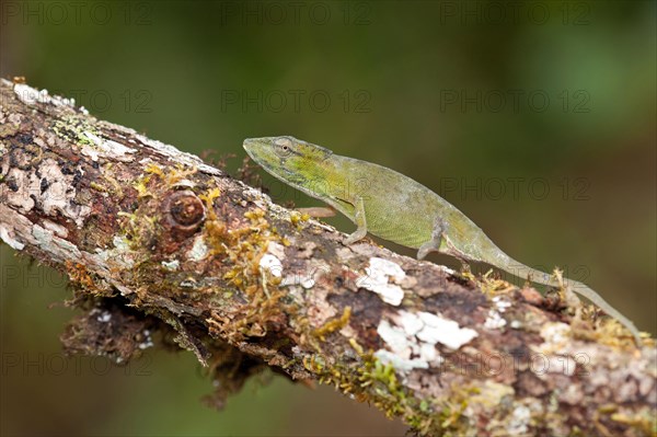 Short-nosed Chameleon