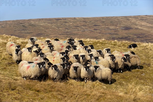 Domestic Sheep