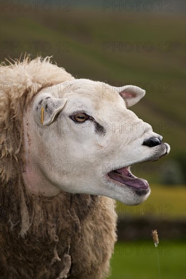 Domestic Sheep