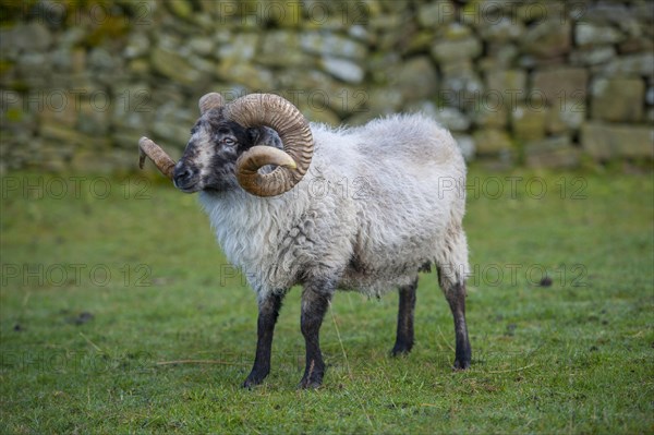 Domestic sheep