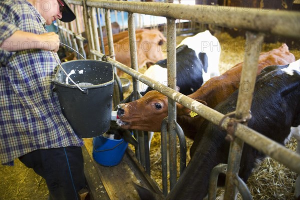 Dairy farmers feeding dairy calves with bucket milk from the bucket