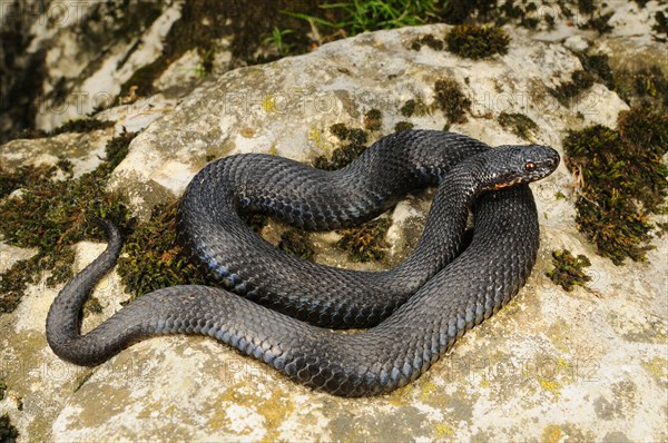 European Adder