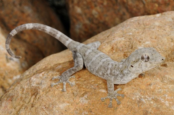 Socotra Giant Gecko