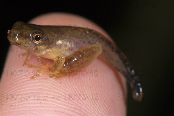 Tree frog