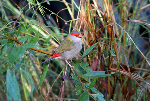 Red-browed finch