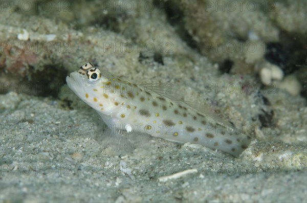 Gold-speckled Shrimpgoby