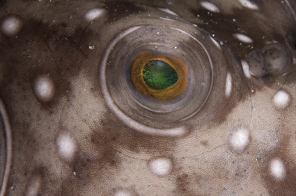 White-spotted pufferfish