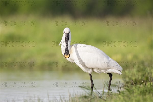 Eurasian spoonbill