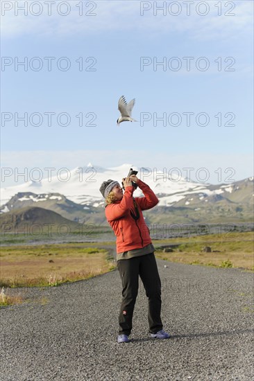 Arctic tern