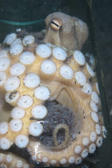 Coconut octopus