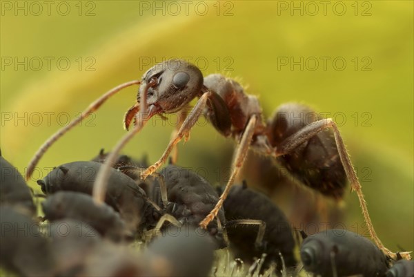 Black Garden Ant