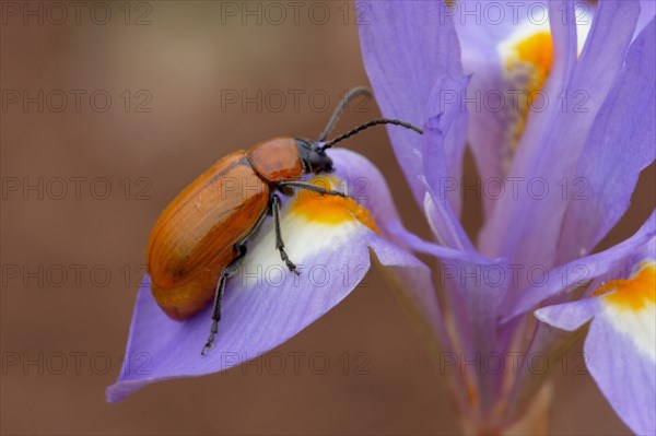 Sulphur Beetle