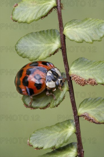 Asian Ladybird