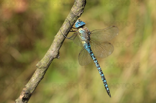 Blue-eyed hawker