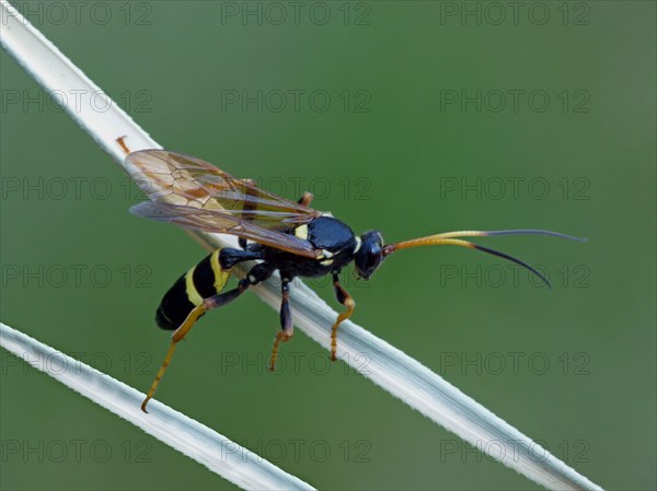 Ichneumon Wasp