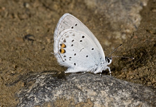 Short-tailed Blue