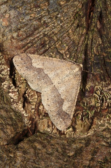 Dotted Border Moth