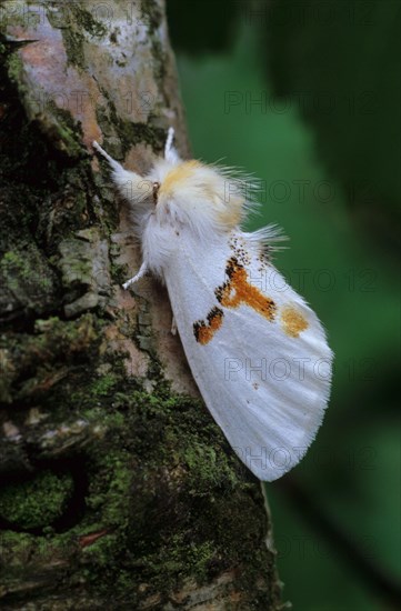 White prominent