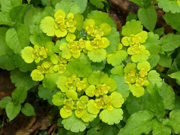 Opposite-leaved golden-saxifrage