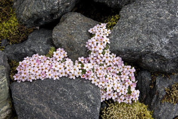 Alpine Rock-jasmine