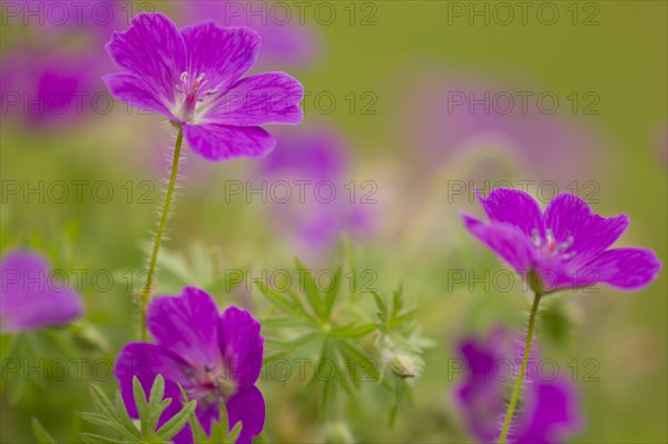 Bloody Cranesbill