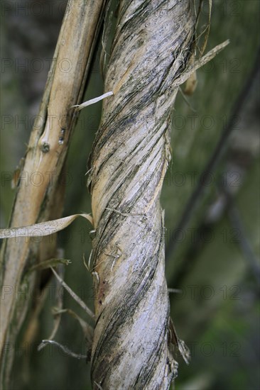 Wild Honeysuckle