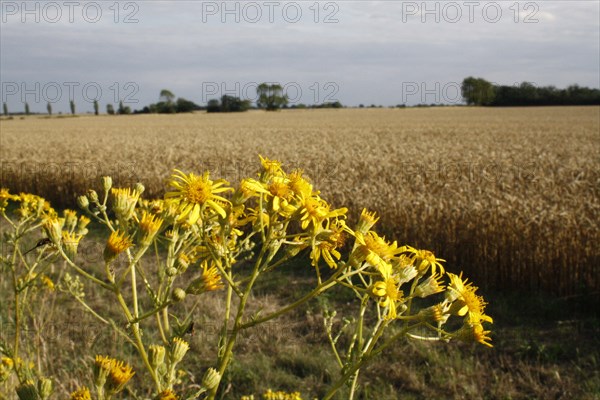 Common Ragwort flowering