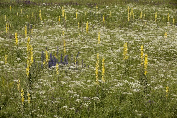 Georgian Mullein