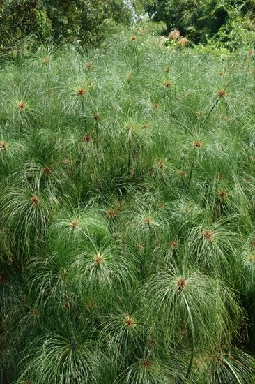 Papyrus Sedge