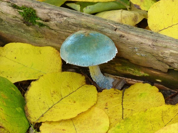 Verdigris Agaric