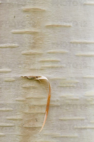 Himalayan birch